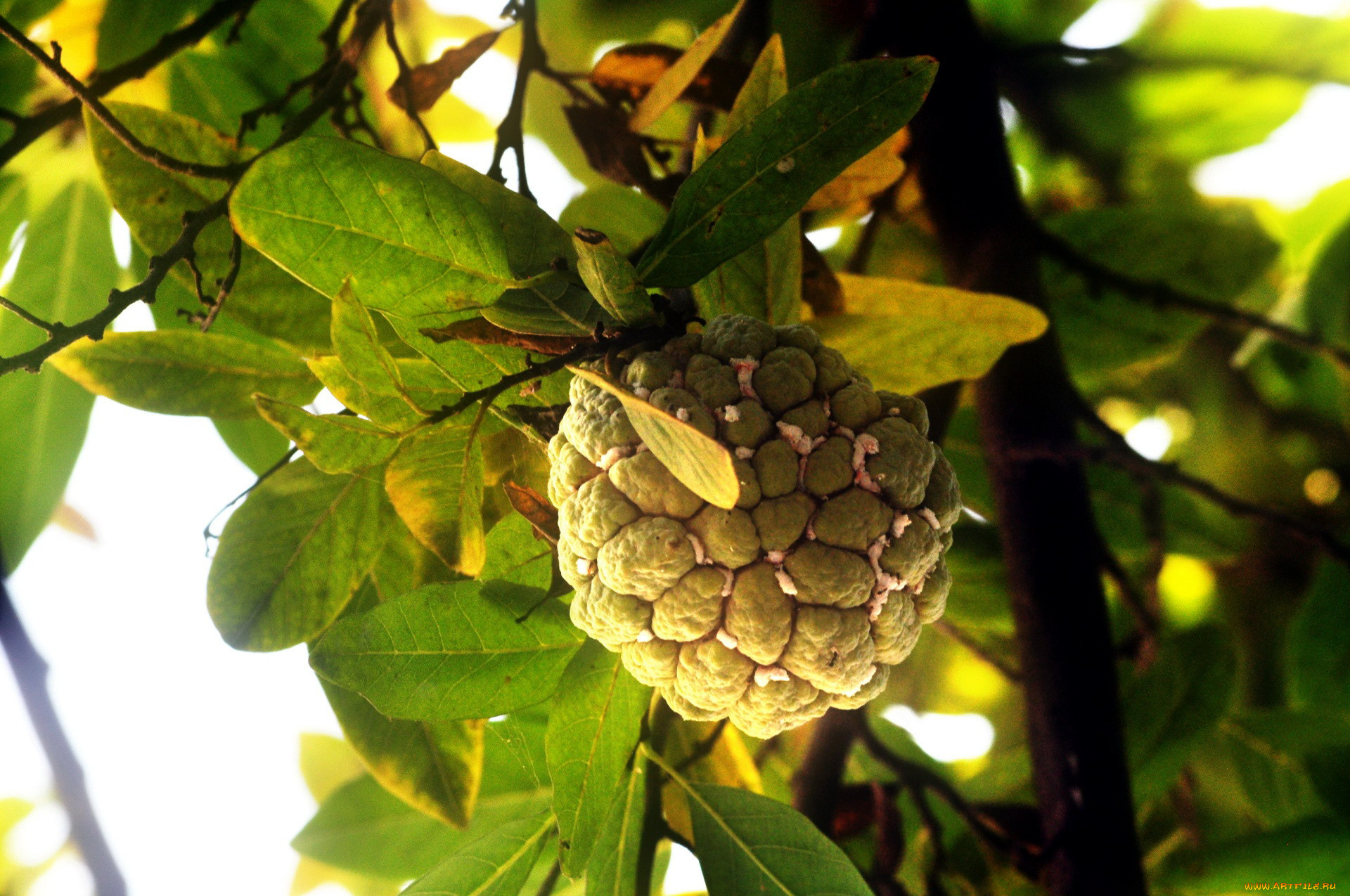  , , , sugar-apple-tree, , 